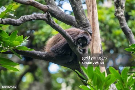 Geoffroys Spider Monkey Photos and Premium High Res Pictures - Getty Images