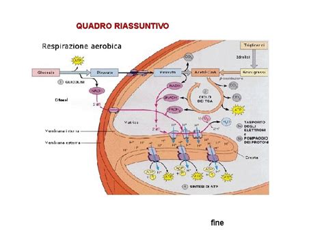 La Respirazione Cellulare O Co Respirazione