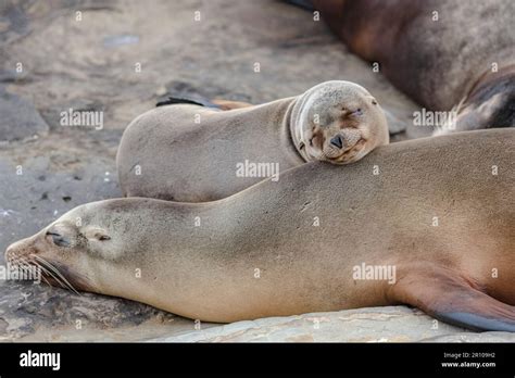 California Sea Lion Zalophus Californianus Mother And Pup Sleeping