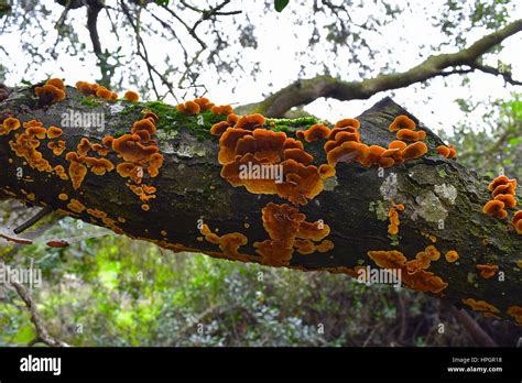 Wood fungus on coast live oak tree, Los Penasquitos Preserve, San Diego ...