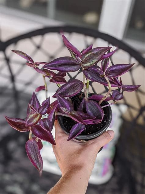 25 Wandering Jew Plant Flowering AlexsAkinola