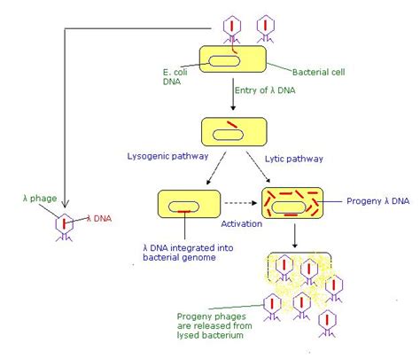 Difference Between Generalized and Specialized Transduction | Generalized vs Specialized ...