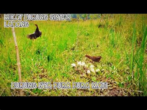 Mikat Burung Sintar Ladang Burung Nya Pura Pura Mati Youtube