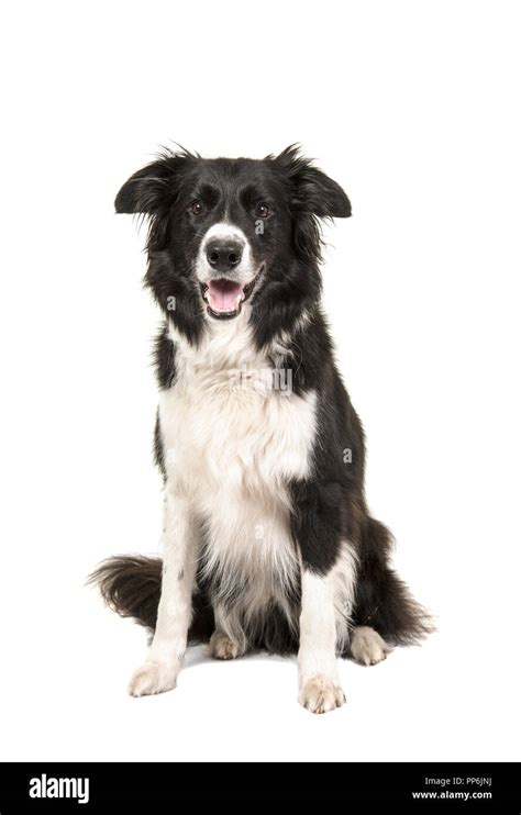 Border Collie Dog Sitting Looking At Camera Isolated On A White