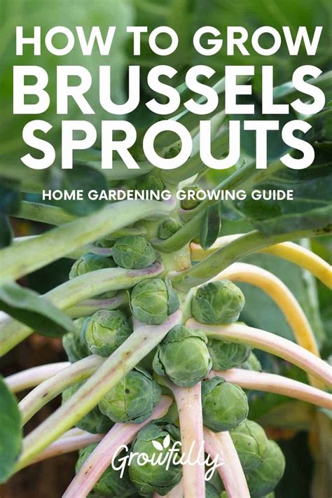 How To Plant And Grow Brussels Sprouts Growfully