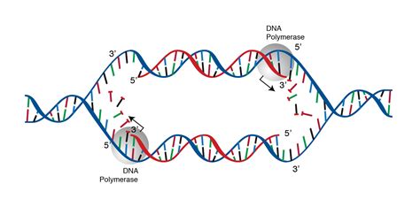 DNA Replication