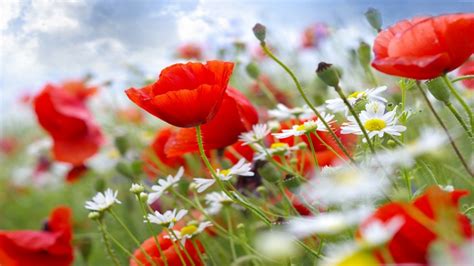 Wildflowers 4k Poppy 8k 5k Meadows Hd Wallpaper Rare Gallery