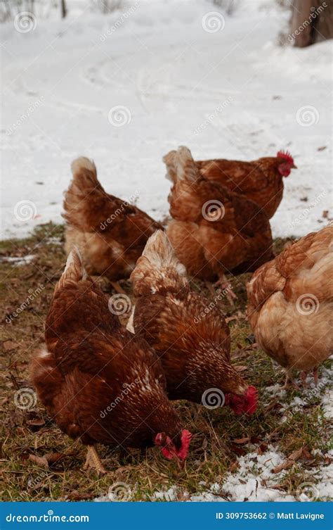 Red Sex Link Chickens Pecking On The Grass In The Snow Stock Photo