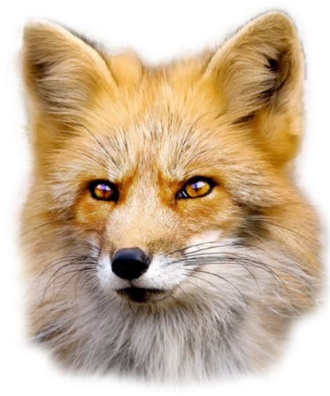 Red fox Dog Fur - Fox PNG png download - 550*661 - Free Transparent RED ...