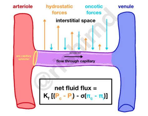 Fluid Compartments Flashcards Quizlet