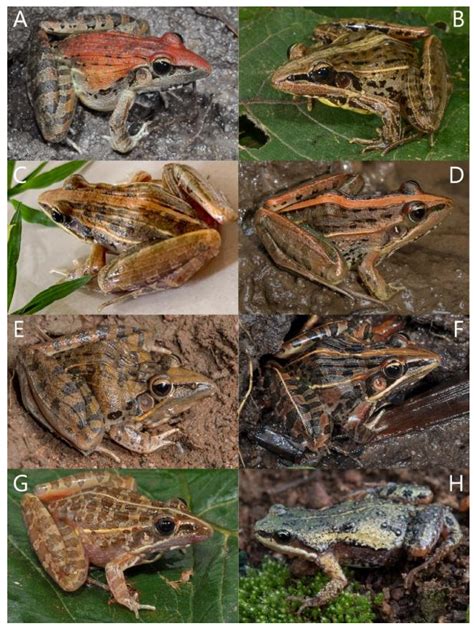 Diversity Free Full Text Amphibians Of Rwanda Diversity Community