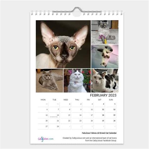 Fabulous Felines All Breed Cat Calendar 2023 (Version 2) - Cattylicious ...