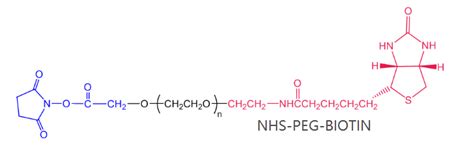 NHS SS PEG Biotin 活性酯二硫键聚乙二醇生物素 NHS SS PEG2K Biotin UDP糖丨MOF丨金属有机框架丨聚集