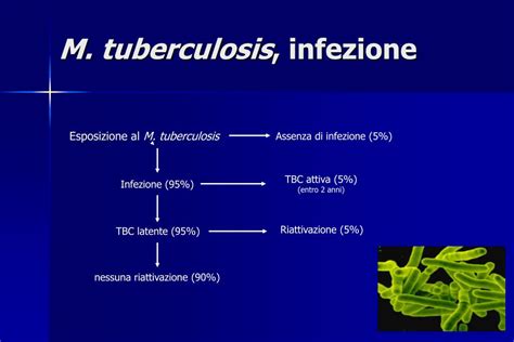 Ppt Diagnosi Immunologica Della Tubercolosi Powerpoint Presentation