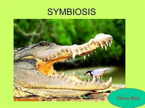 symbiosis.pdf