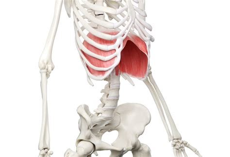 Diaphragm Core Exercise Solutions