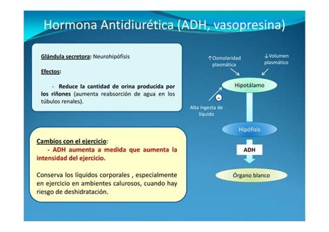 Cambios Hormonales Durante El Ejercicio Ppt