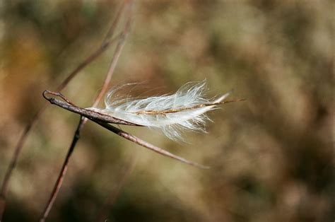 Milkweed Nikkormat Ftn Nippon Kogaku Micro Nikkor Auto Flickr