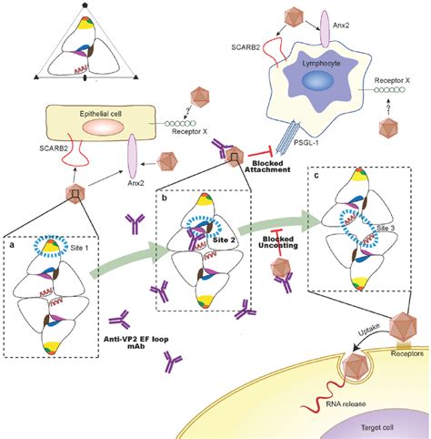 A Schematic Representation Showing The Putative Protective Mechanism Of