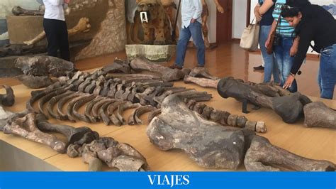 Turismo de Ecuador desvela el misterio del esqueleto prehistórico de 7