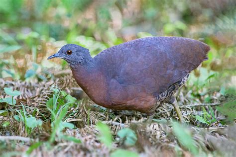 Foto Inhambugua U Crypturellus Obsoletus Por Cl Udio Dias Timm Wiki