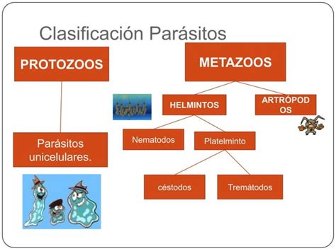 Generalidades Sobre Parasitolog A Ppt