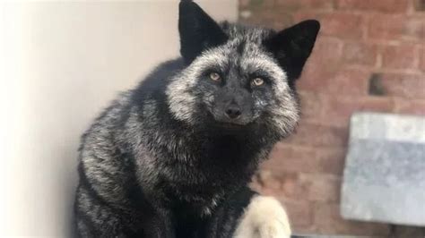 Incredibly Rare Silver Fox Believed To Bring Misfortune To All Who See