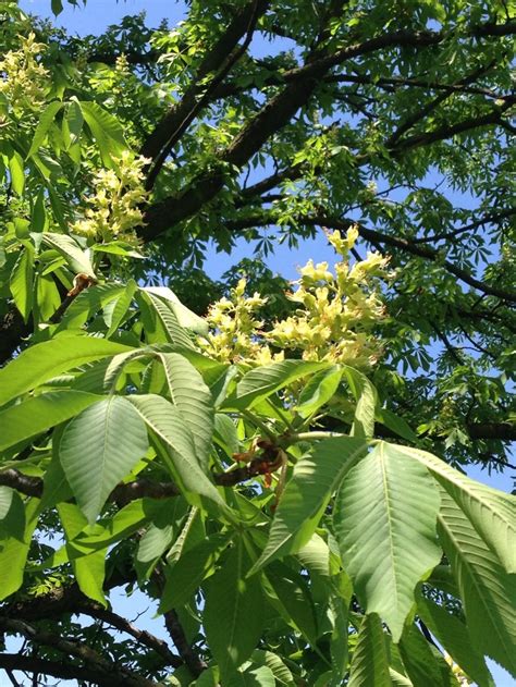 Buckeye tree, Morton's Arboretum | Buckeye tree, Plant leaves, Tree