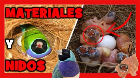 Materiales Para Nido Y Nidos Para La Cria Del Diamante De Gould