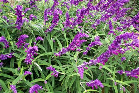 Purple Polygonum Flowers stock photo. Image of outdoor - 66976022