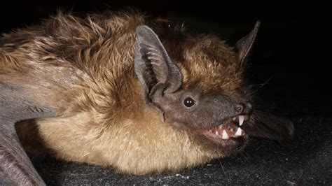 Bats With Weirdly Giant Penis Have Sex For Up To 12 Hours In A Way Never Seen In Mammals Before