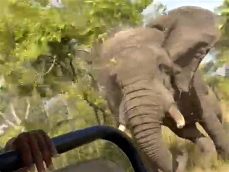 Elefante Pisotea Hasta La Muerte A Turista Espa Ol En Sud Frica