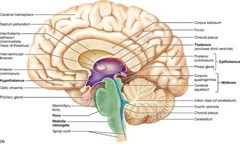 Diencephalon Diagram | Quizlet