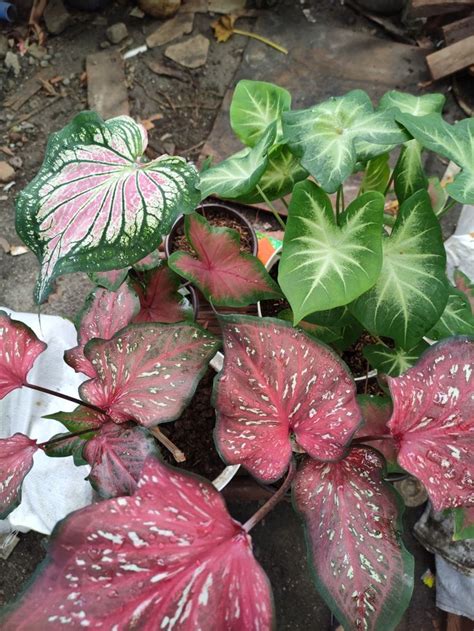 Pin Van Vinny Vibe Op My Caladiums