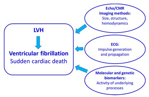 Left Ventricular Hypertrophy And Ventricular Tachyarrhythmia The Role