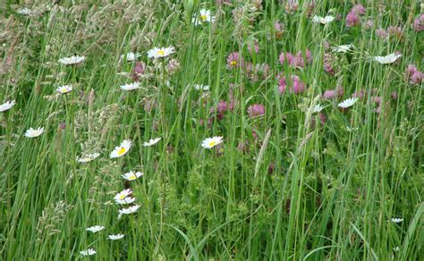 Wallpaper Flowers Field Summer Chamomile Herb Vacation Flower Grassland Flora Pasture