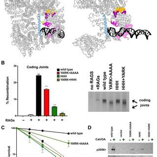 The Deb Helix And Hhh Motif Cooperate To Activate Dna Pk A Ribbon