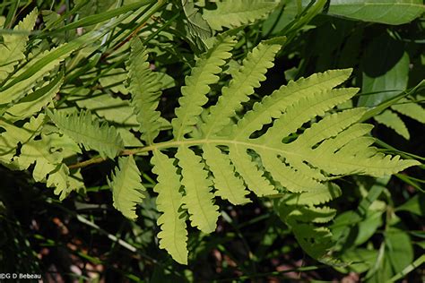 Sensitive Fern Onoclea Sensibilis L