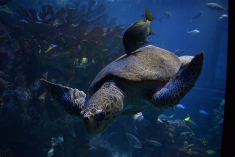 Banco De Imagens Mar Embaixo Da Agua Tartaruga Marinha R Ptil