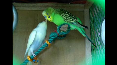 Parakeets Talking With Each Other Youtube