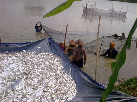 Peluang Usaha Budidaya Ikan Bandeng Air Tawar Sistem Polikultur Media