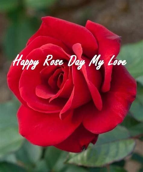 Happy Rose Day Wishes Messages And Sayings Cards Best Wishes Wishes