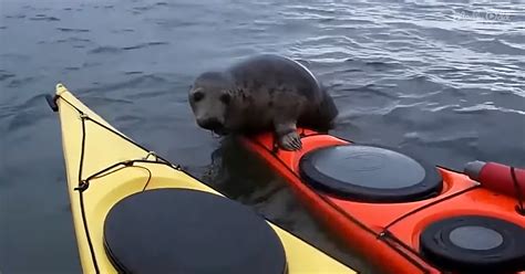 Adorably Persistent Seal Hitches Ride On Kayak Despite Sweet Man Saying No