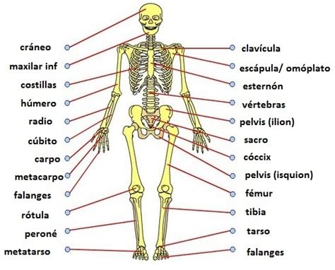 Los Huesos Del Cuerpo Humano Escuelapedia Recursos Educativos