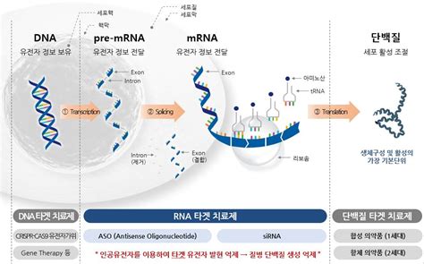 이미지 단백질 생성 과정