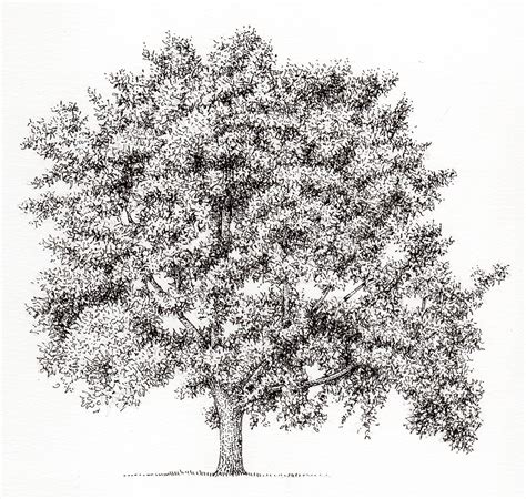 Mulberry Morus nigra tree - Lizzie Harper