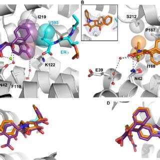 X ray crystal structure of 14 3 3σ ERα pT594 R 30 PDB 7PWZ and