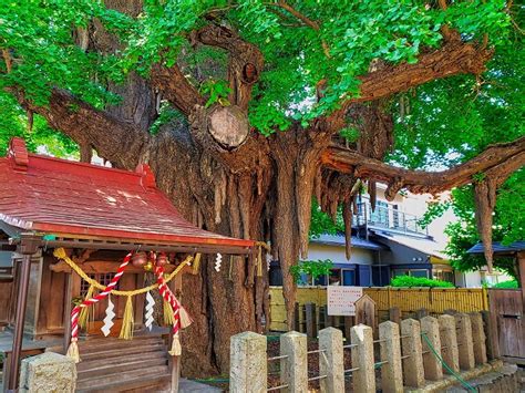 《宮城県》穴場なb級珍観光スポットも多数紹介！外せない絶景旅行地を半日・日帰りドライブ。何もないとは言わせない！【人気定番からマイナー隠れ名所・2024年まとめ】｜日本国内の観光・旅行ブログ