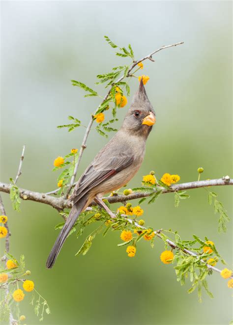 Pyrrhuloxia Audubon Field Guide