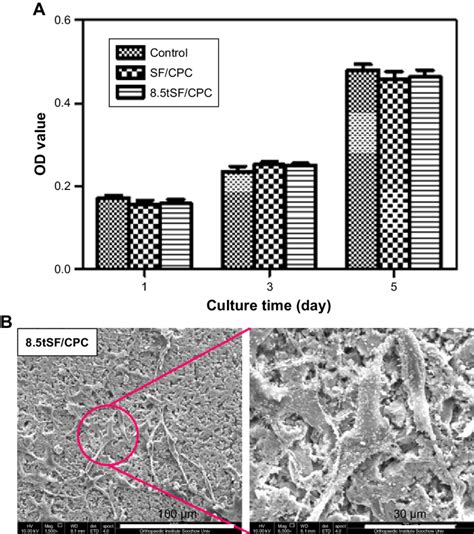 A Proliferation Of Mc3t3 E1 Cell On Different Bone Cements B Sem